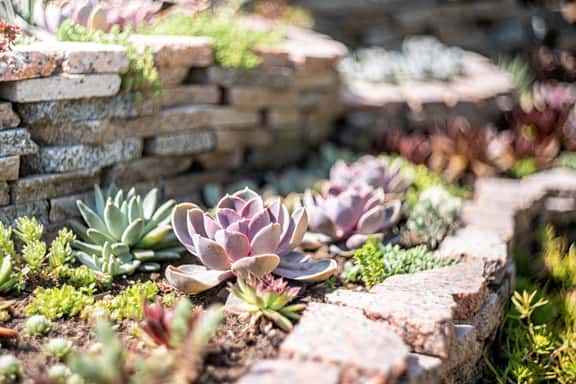 Desert landscape design and installation by Desert Terrain Landscape in the Coachella Valley